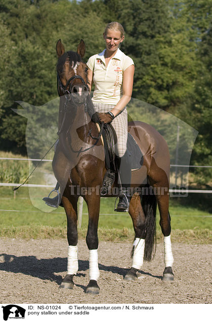 Deutscher Reitpony Hengst unter Reiterin / pony stallion under saddle / NS-01024