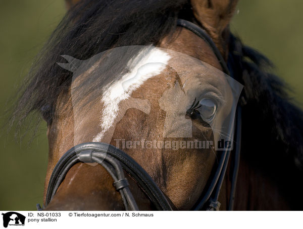 Deutscher Reitpony Hengst / pony stallion / NS-01033