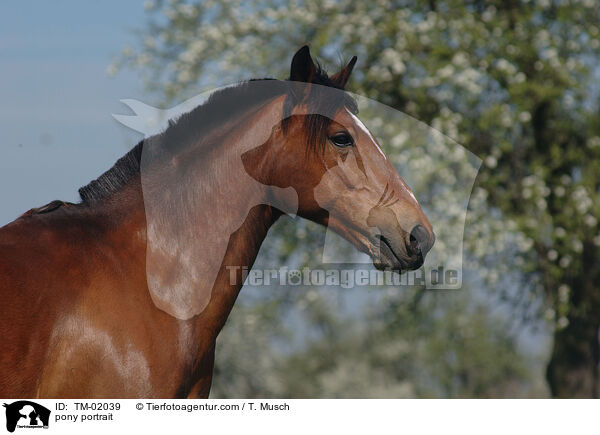 Deutsches Reitpony Portrait / pony portrait / TM-02039