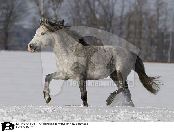 trabendes Deutsches Reitpony / trotting pony / NS-01695