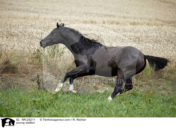 junger Reitpony Hengst / young stallion / RR-29211