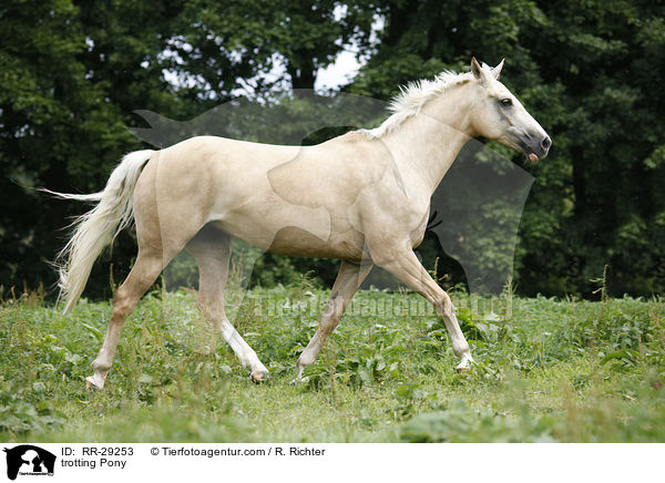 trabendes Deutsches Reitpony / trotting Pony / RR-29253