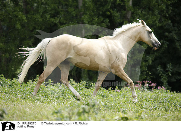 trabendes Deutsches Reitpony / trotting Pony / RR-29270