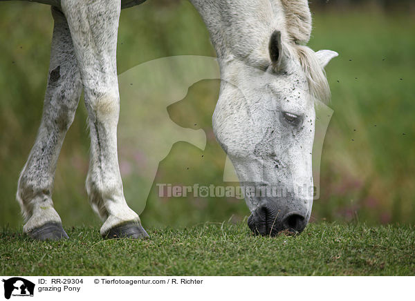grasendes Reitpony / grazing Pony / RR-29304