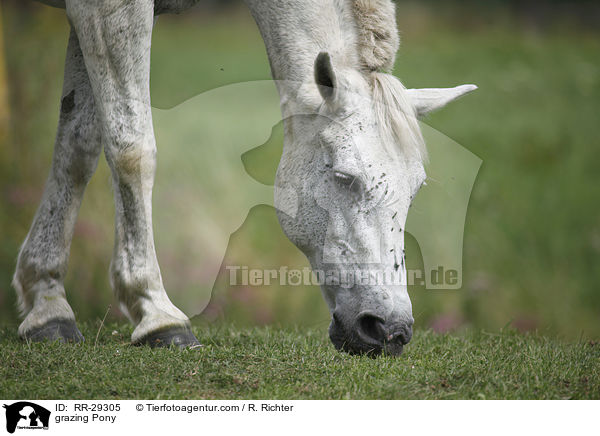 grasendes Reitpony / grazing Pony / RR-29305
