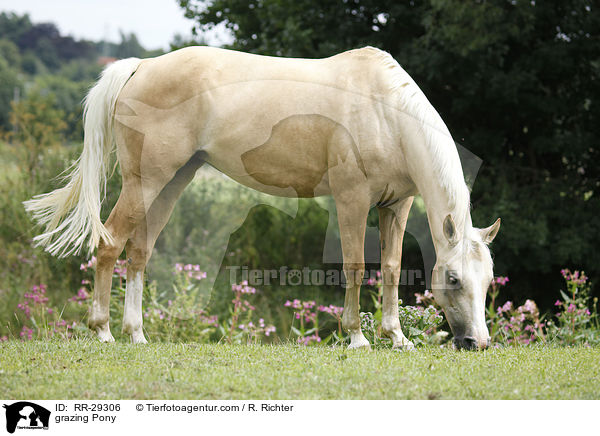 grasendes Reitpony / grazing Pony / RR-29306