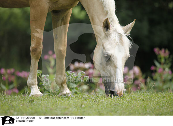 grasendes Reitpony / grazing Pony / RR-29308