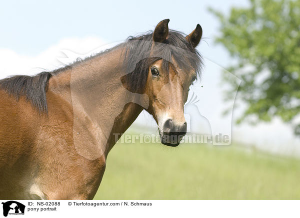 Deutsches Reitpony Portrait / pony portrait / NS-02088