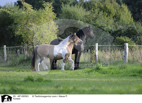Pferde / horses / AP-06563