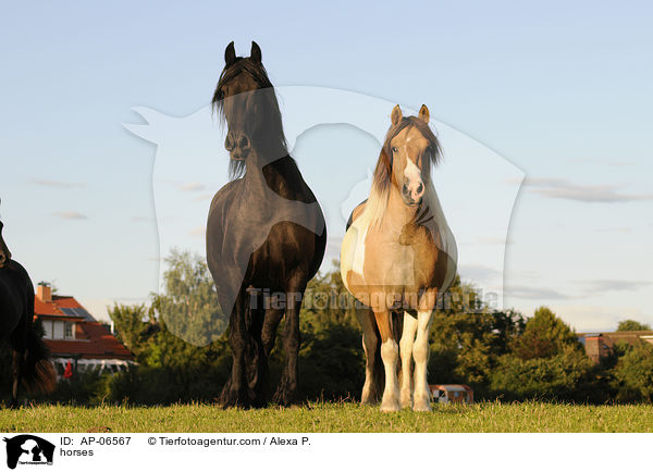 Pferde / horses / AP-06567