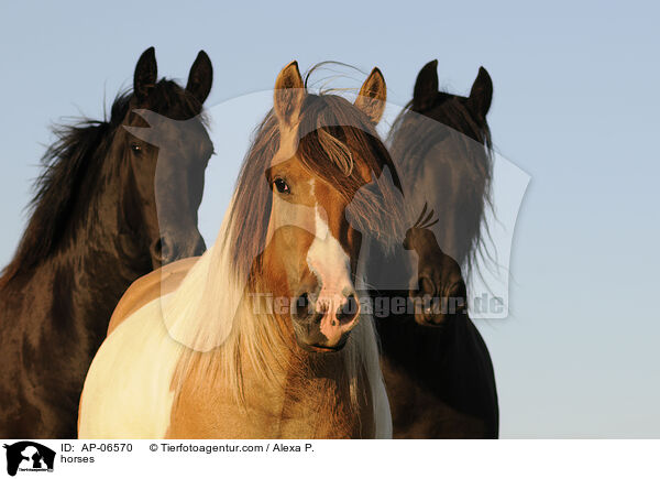 Pferde / horses / AP-06570