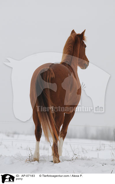 Deutsches Reitpony / pony / AP-07183