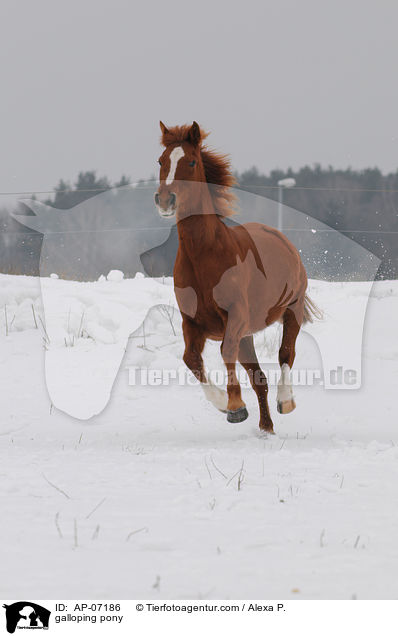 galoppierendes Deutsches Reitpony / galloping pony / AP-07186