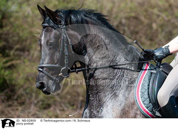 Deutsches Reitpony Portrait / pony portrait / NS-02809