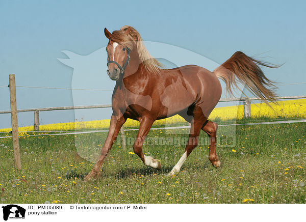 Deutscher Reitpony Hengst / pony stallion / PM-05089