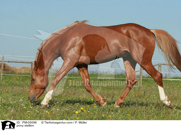 Deutscher Reitpony Hengst / pony stallion / PM-05096