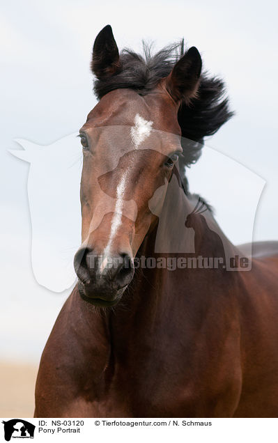 Pony Portrait / NS-03120