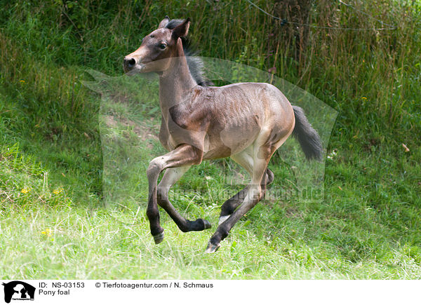 Pony foal / NS-03153