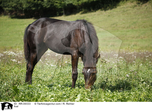 Reitpony Fohlen / foal / RR-39333