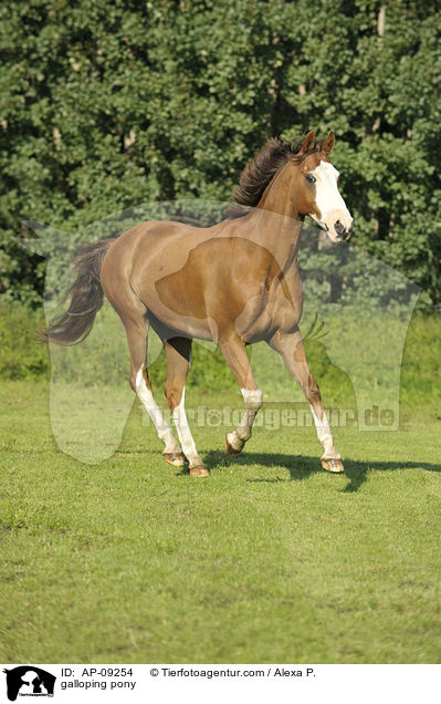 galloping pony / AP-09254