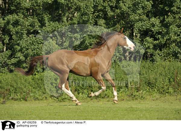 galoppierendes Deutsches Reitpony / galloping pony / AP-09259