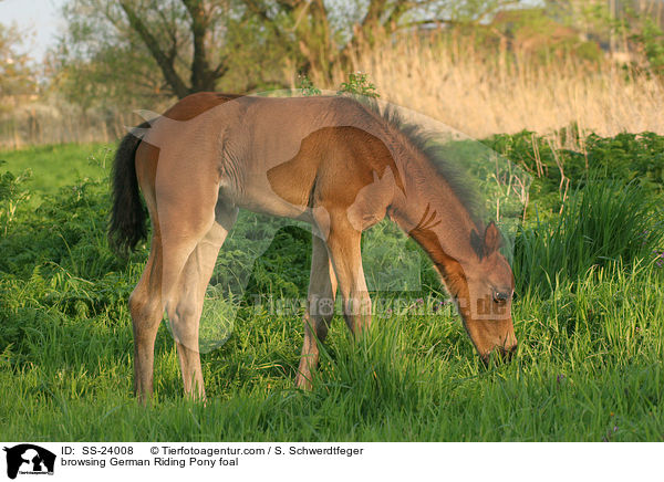 Deutsches Reitpony Fohlen / pony foal / SS-24008