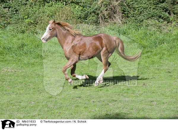 galoppierendes Deutsches Reitpony / galloping pony / NN-01633