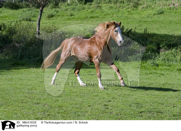galoppierendes Deutsches Reitpony / galloping pony / NN-01635