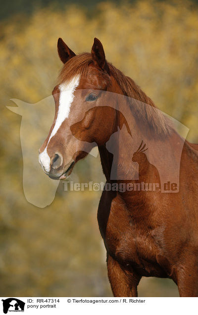 Deutsches Reitpony Portrait / pony portrait / RR-47314