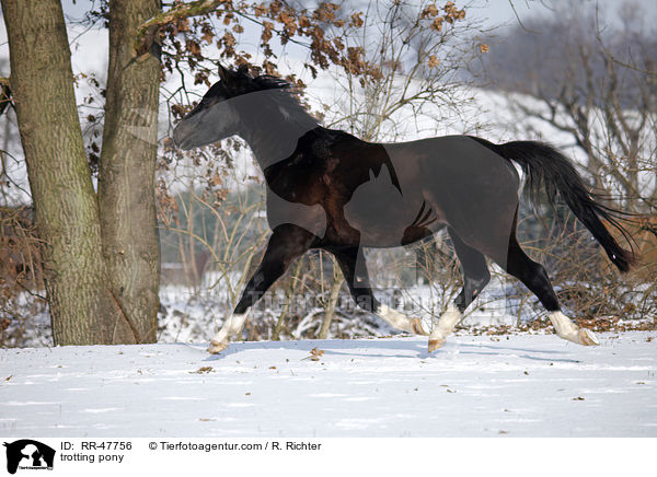 trabendes Deutsches Reitpony / trotting pony / RR-47756