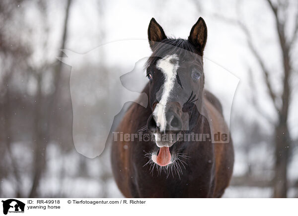 ghnendes Pferd / yawning horse / RR-49918