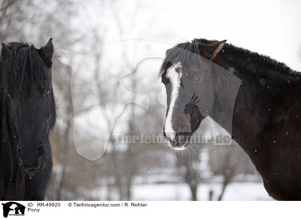 Deutsches Reitpony / Pony / RR-49920