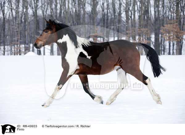 Deutsches Reitpony / Pinto / RR-49933