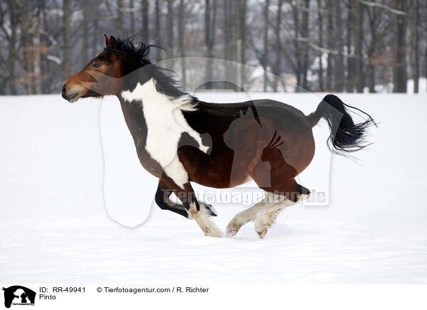 Deutsches Reitpony / Pinto / RR-49941