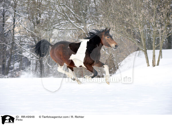 Deutsches Reitpony / Pinto / RR-49948