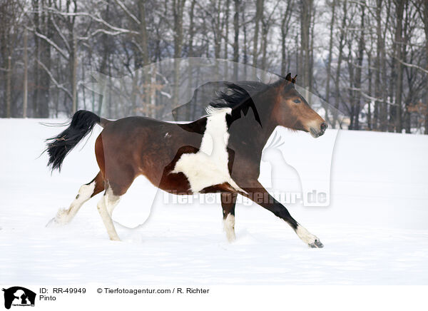 Deutsches Reitpony / Pinto / RR-49949