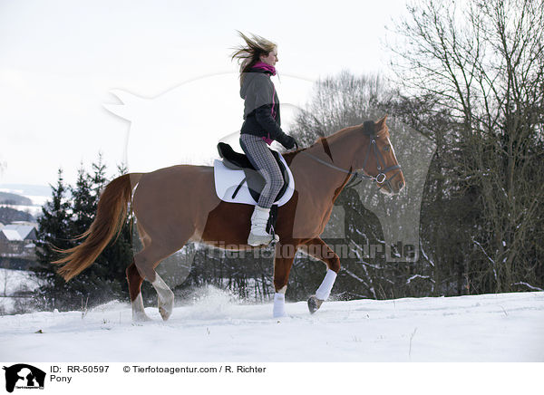 Deutsches Reitpony / Pony / RR-50597