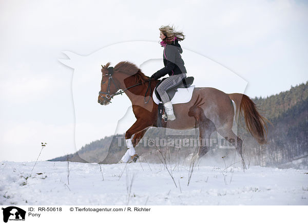 Deutsches Reitpony / Pony / RR-50618