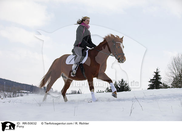 Deutsches Reitpony / Pony / RR-50632