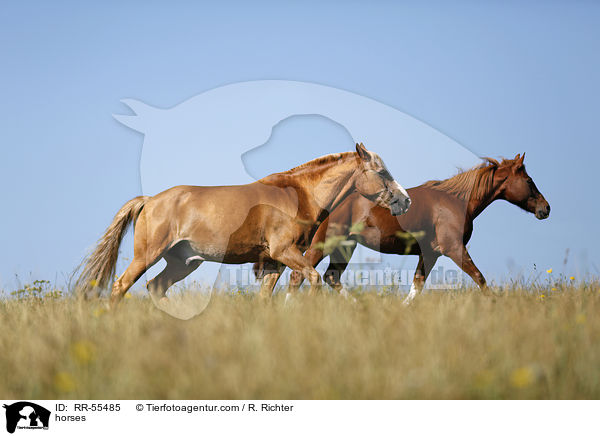 Pferde / horses / RR-55485