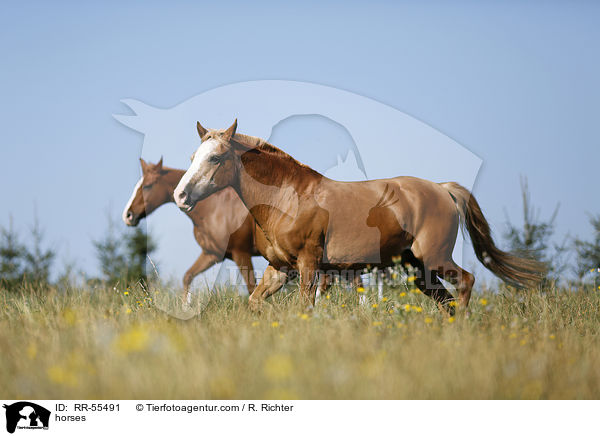 Pferde / horses / RR-55491