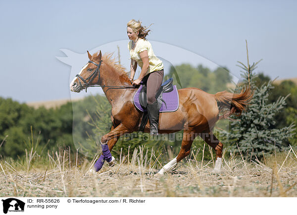 rennendes Reitpony / running pony / RR-55626