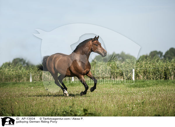galoppierendes Deutsches Reitpony / galloping German Riding Pony / AP-13934