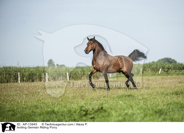 trabendes Deutsches Reitpony / trotting German Riding Pony / AP-13945