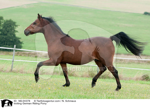 trabendes Deutsches Reitpony / trotting German Riding Pony / NS-04378