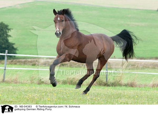 galoppierendes Deutsches Reitpony / galloping German Riding Pony / NS-04383