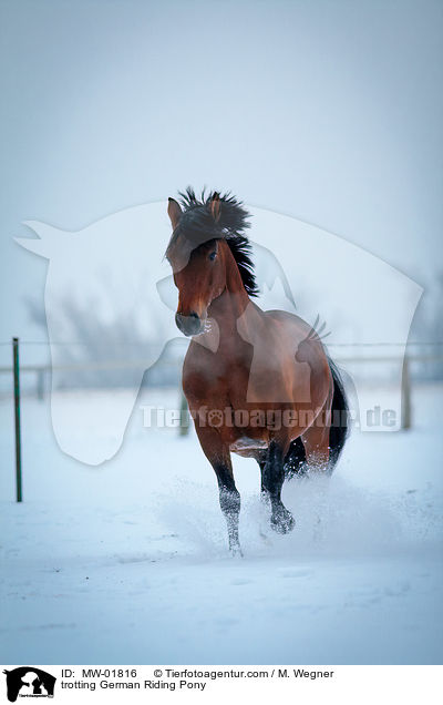 trabendes Deutsches Reitpony / trotting German Riding Pony / MW-01816