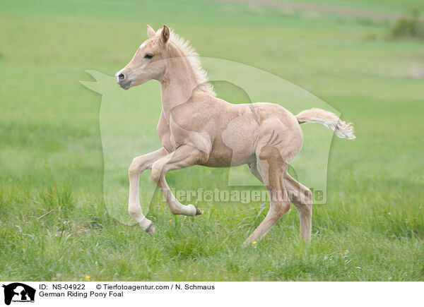 Deutsches Reitpony Fohlen / German Riding Pony Foal / NS-04922