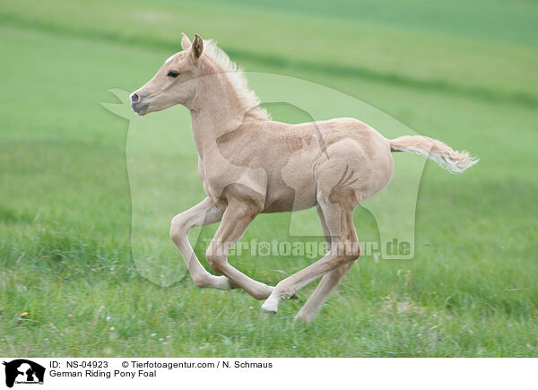 Deutsches Reitpony Fohlen / German Riding Pony Foal / NS-04923