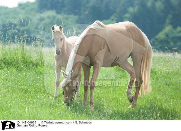 Deutsche Reitponys / German Riding Ponys / NS-04939